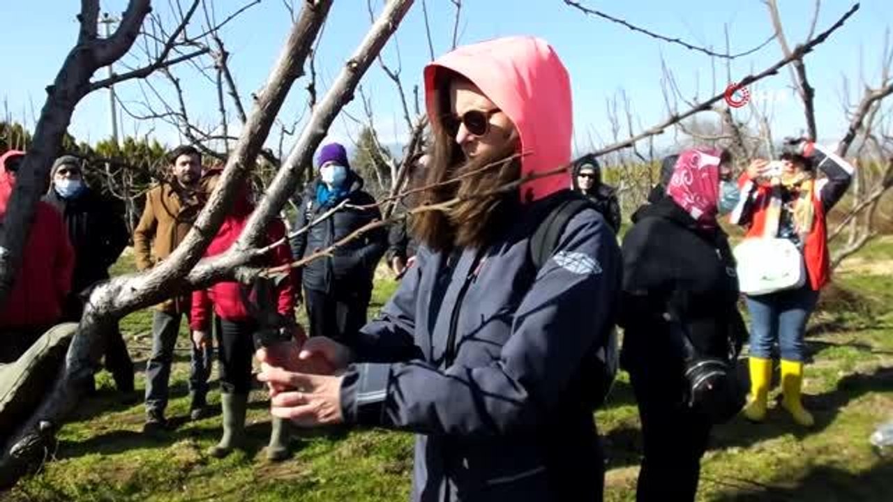 Ellerine makas ve testere alan kadınlar meyve ağaçlarında budama yaptı