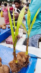 Amazing coconut flowers cutting skills