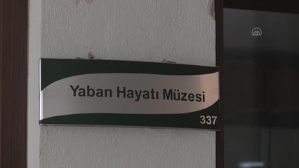 Yaban Hayatı Müzesi yarım asırdır ziyaretçilerini ağırlıyor