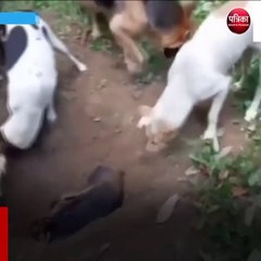 कुत्तों ने कुछ ऐसे दी साथी को अंतिम विदाई, वीडियो देख लोग हुए इमोशनल
