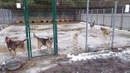 Il rifugio per animali di Kiev