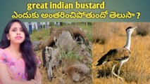 Do you  know why the great Indian bustard is going extinct ?  || wildlife | nature | endangered birds | birds                               #birds