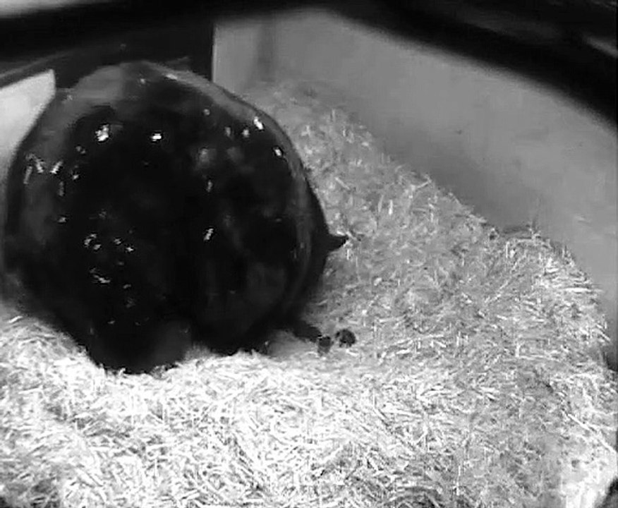 FOUR BABY BEARS CAUGHT ON CAMERA - A FIRST FOR WOBURN SAFARI PARK