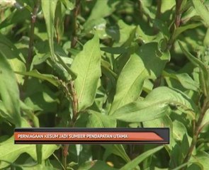 Perniagaan kesum jadi sumber pendapatan utama