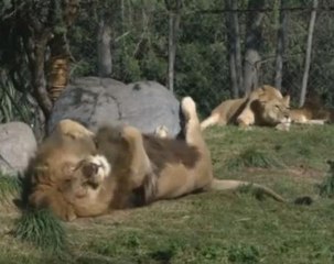 Lion's reverse vasectomy spawns new hope for the species