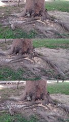 Squirrel ️ Video By Kingdom of Awais