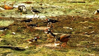 Call Of Asian Pied Starling || Indian Pied Myna Sound || - Gracupica contra / अबलक मैना