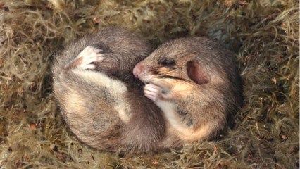 La différence entre hibernation et hivernation