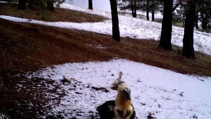 Drone ve fotokapanlarla yapılan denetimler kaçak avcılığa geçit vermiyor (2)