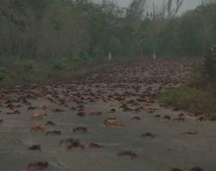 Crabs invade Cuba's Bay of Pigs