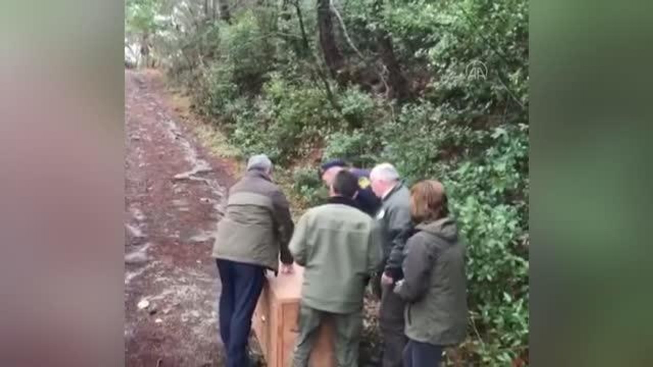 Yaralı bulunan çakal tedavisinin ardından doğaya salındı
