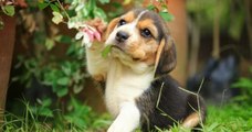 Yvelines : sauvés d'un laboratoire où ils subissaient des expériences, des beagles sont proposés à l'adoption par la SPA