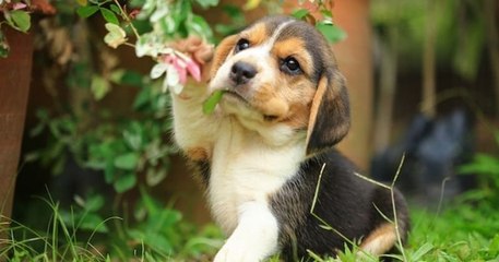 Yvelines : sauvés d'un laboratoire où ils subissaient des expériences, des beagles sont proposés à l'adoption par la SPA