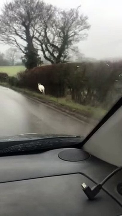 Colin the white wallaby spotted near Kenilworth