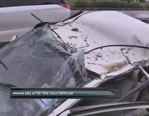 Woman dies after tree falls onto car