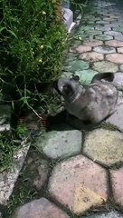 SI Gembul Lahab Makan Rumput