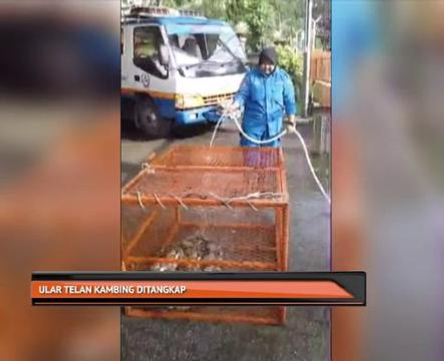 Ular telan kambing ditangkap