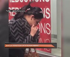 Bantuan pernafasan untuk burung merpati