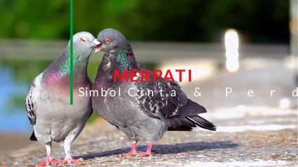 Merpati Simbol Cinta dan Perdamaian