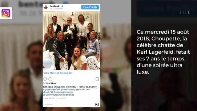 Karl Lagerfeld : l’incroyable fête d’anniversaire de sa chatte Choupette