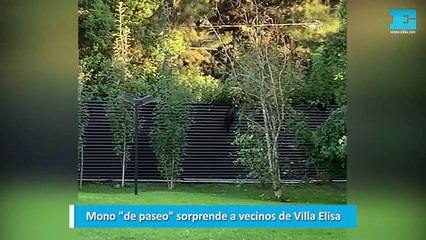 Mono de paseo sorprende a vecinos de Villa Elisa