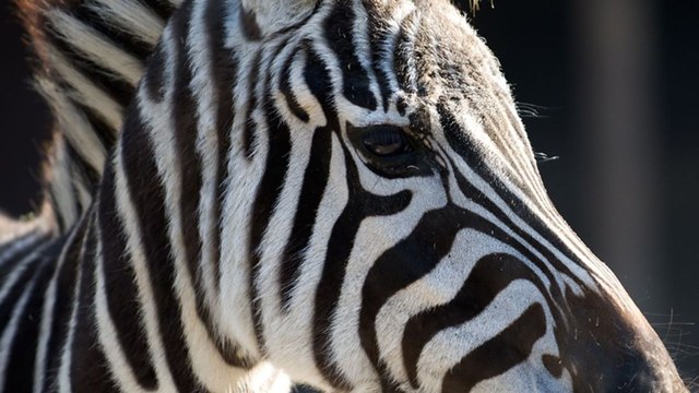 Cette photo d’un âne peint en zèbre dans un zoo va vous faire halluciner !
