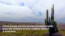 Au Chili, un désert habituellement aride s’est (re)mis à fleurir et c’est magnifique