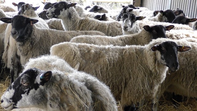 Dog owners urged to keep pets on leashes as farm attacks rise in Kent