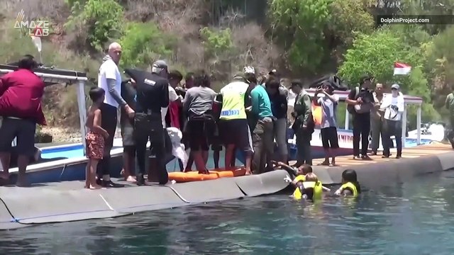 Returning Dolphins to the Wild in Bali is a Sight to See!