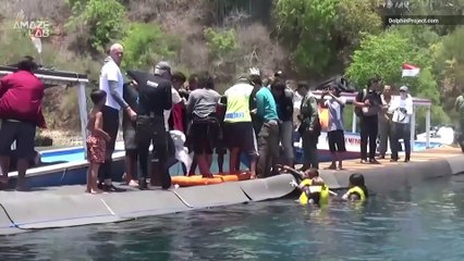 Returning Dolphins to the Wild in Bali is a Sight to See!