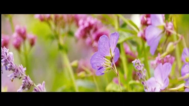 La bande-son qu’on aime : la voix de Carey Mulligan dans « Loin de la foule déchaînée »