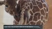 More than a million watch birth of NY zoo giraffe
