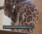More than a million watch birth of NY zoo giraffe