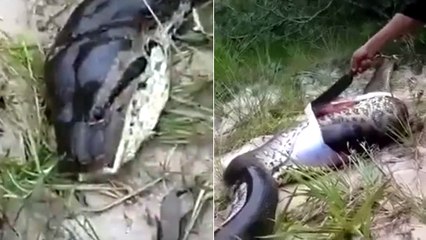 Villagers Stumble Across An Anaconda That Bit Off More Than It Could Chew