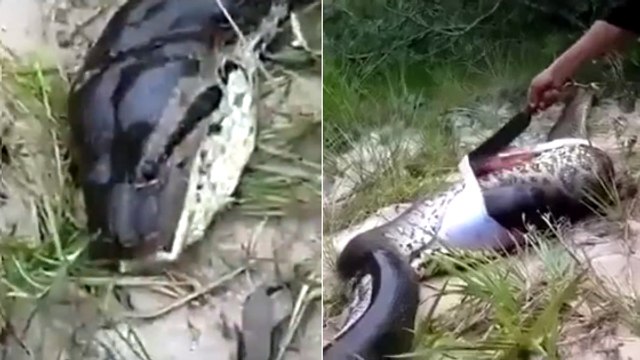 Villagers Stumble Across An Anaconda That Bit Off More Than It Could Chew