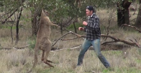 This man squared up with a kangaroo to save his dog