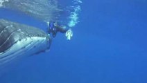 This biologist was almost attacked by a tiger shark but she was saved by a humpback whale