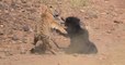 This Bengal tiger picked the wrong prey when it went after this bear