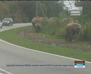 Gambar tular gajah naik minyak palsu