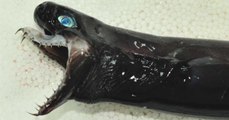 This alien-like species of shark has left Taiwanese researchers baffled