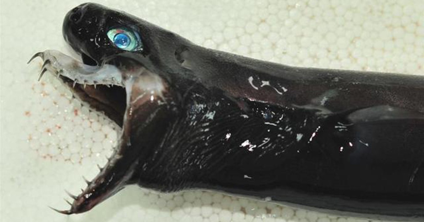 This alien-like species of shark has left Taiwanese researchers baffled