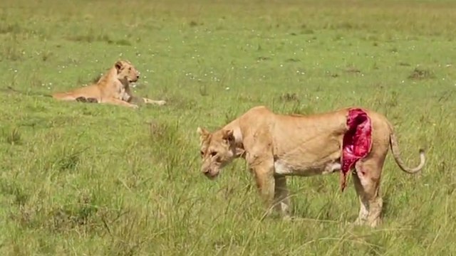 This lioness was left for dead… Then something amazing happened