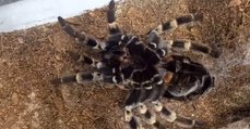 Watch a Mexican spider moulting in fascinating time-lapse footage