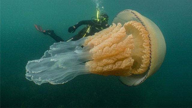 She swan with a jellyfish twice her size