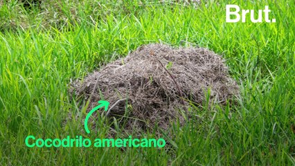 El lado tierno de los cocodrilos