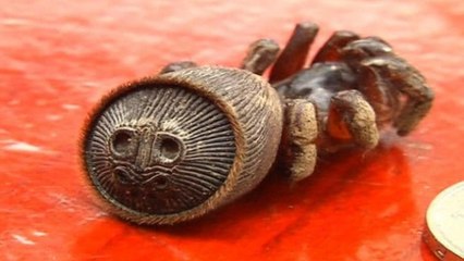 Farmer Discovers Extremely Rare "Alien-Like" Spider On His Plantation