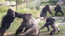 Horrified visitors witnessed this brutal fight between two gorillas