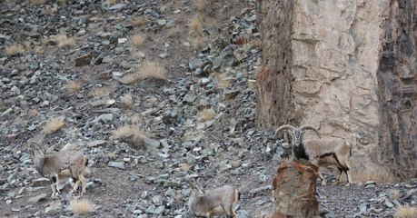 Most people can't find the elusive snow leopard hiding in this photo - can you?