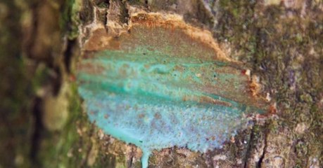 This incredible Canadian tree that bleeds metal