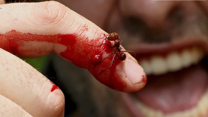 This man undergoes an incredibly painful experiment to test the strength of the Leafcutter ant
